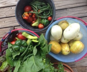 Bumper Vegetable Crop JH