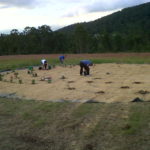 Planting the Lavender Labyrinth