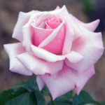 Pink Rose