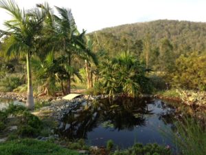 Small pond at JH