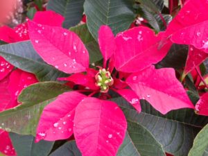 Poinsettia