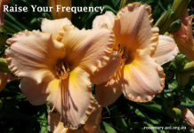 Raise Your Frequency