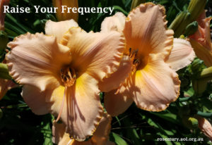 Raise Your Frequency 