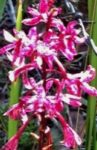 Terrestrial orchid at Jacaranda Haven