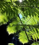 Fern View by Terri