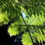 Fern View by Terri