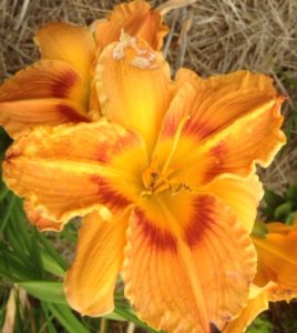 Yellow Day Lily 2015