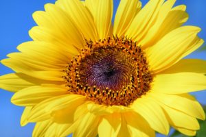 sun-flower