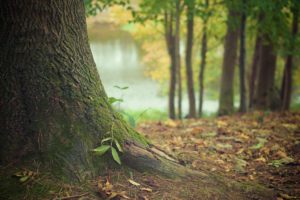 Tree trunk